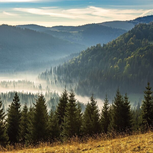Fototapeta vliesová: Lesní příroda horská krajina - 104x70,5cm