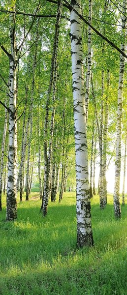 Fototapeta na dveře BIRCH GROVE 86x200 cm