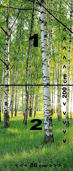 Fototapeta na dveře BIRCH GROVE 86x200 cm