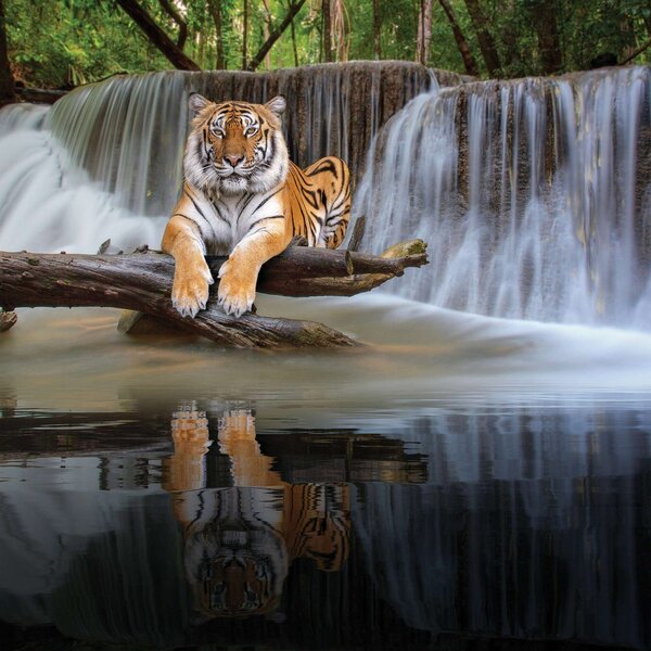 Fototapeta vliesová: Tygr u vodopádu - 254x184 cm