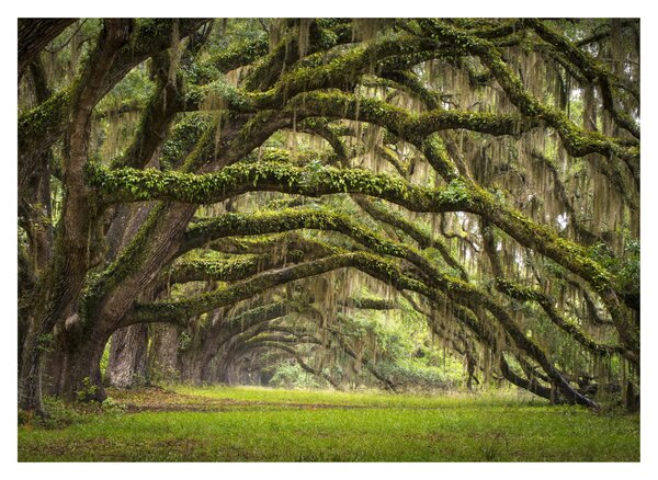 Skleněný obraz - Oaks Avenue, Charleston, Jižní Karolína, USA (70x50 cm)