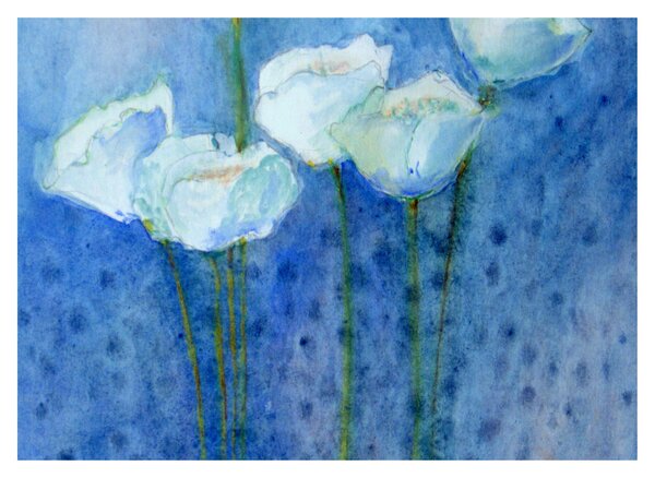 Skleněný obraz - Bílé tulipány (70x50 cm)