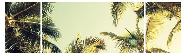 Obraz s kokosovými palmami (170x50 cm)