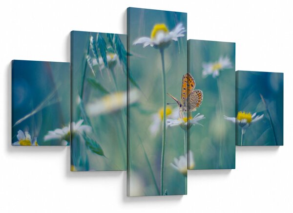 Obraz - Motýl na sedmikrásce (125x70 cm)
