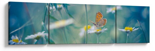 Obraz - Motýl na sedmikrásce (170x50 cm)
