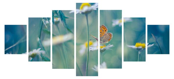 Obraz - Motýl na sedmikrásce (210x100 cm)