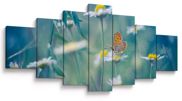 Obraz - Motýl na sedmikrásce (210x100 cm)
