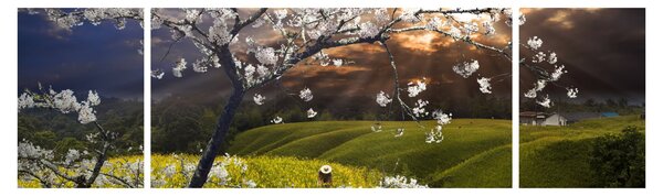 Obraz - Rozkvetlý strom v krajině (170x50 cm)