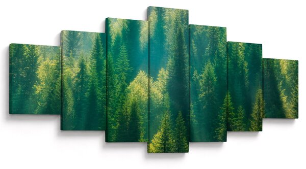 Obraz - Borovicový les (210x100 cm)
