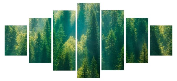 Obraz - Borovicový les (210x100 cm)