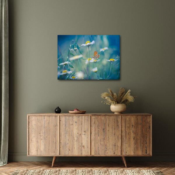 Obraz - Motýl na sedmikrásce (70x50 cm)
