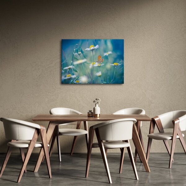 Obraz - Motýl na sedmikrásce (70x50 cm)