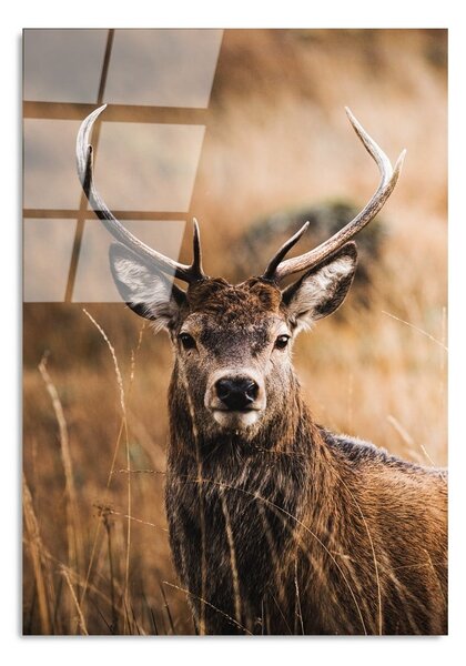 Skleněný obraz 70x100 cm Deer – Wallity