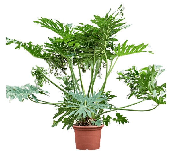 Philodendron Selloum, průměr 30 cm Filodendron