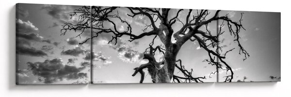 Obraz - Černobílý strom (170x50 cm)