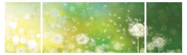 Obraz - Odkvetlé pampelišky (170x50 cm)