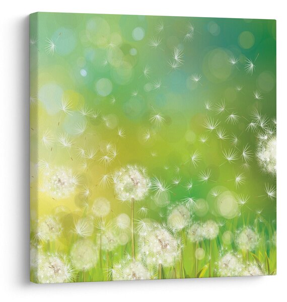 Obraz - Odkvetlé pampelišky (30x30 cm)