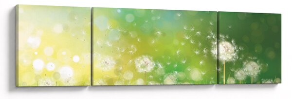 Obraz - Odkvetlé pampelišky (170x50 cm)