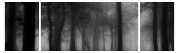 Obraz - Les v mlze (170x50 cm)