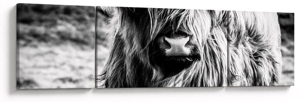 Obraz - Highland - Skotská kráva (170x50 cm)