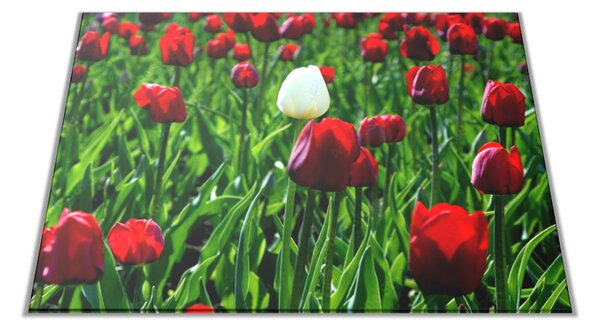Skleněné prkénko červený a bílý tulipán - 30x20cm