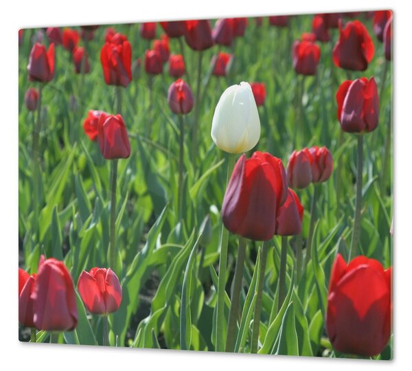 Ochranná deska červený a bílý tulipán - 40x40cm / S lepením na zeď
