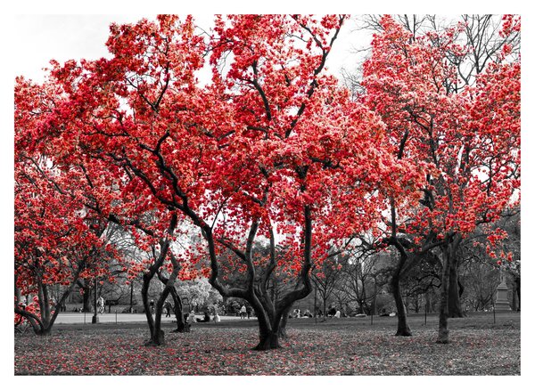 Skleněný obraz - Červené stromy, Central Park, New York (70x50 cm)