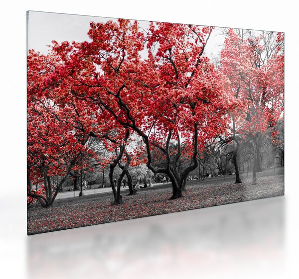 Skleněný obraz - Červené stromy, Central Park, New York (70x50 cm)