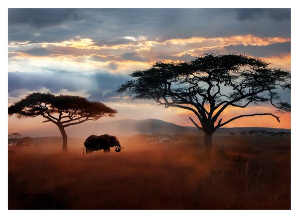 Skleněný obraz - Národní park Serengeti, Tanzánie, Afrika (70x50 cm)