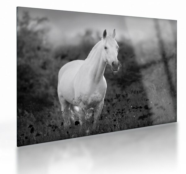 Skleněný obraz bílého koně na louce, černobílá (70x50 cm)