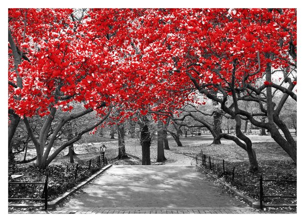 Skleněný obraz - Červené stromy, Central Park, New York (70x50 cm)