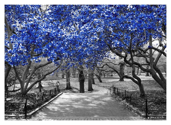 Skleněný obraz - Modré stromy, Central Park, New York (70x50 cm)