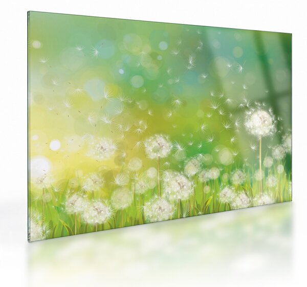Skleněný obraz - Odkvetlé pampelišky (70x50 cm)