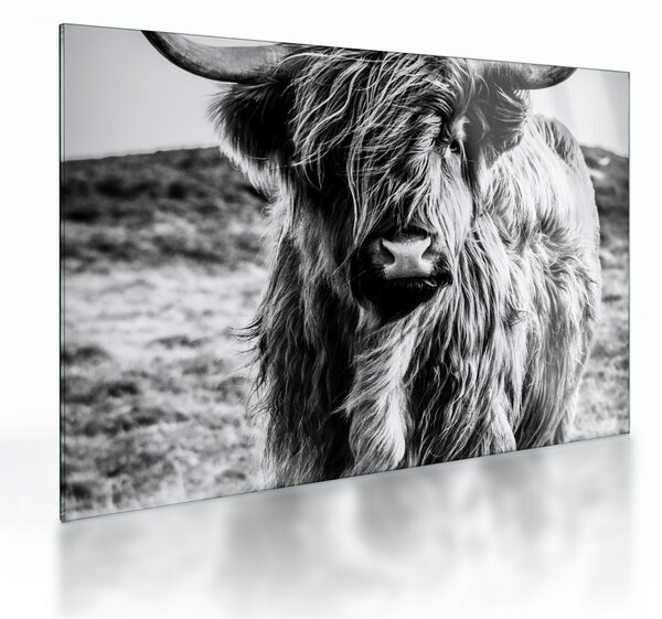 Skleněný obraz - Highland - Skotská kráva (70x50 cm)