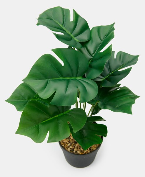 Sinsay - Decorative plant in a pot - zelená