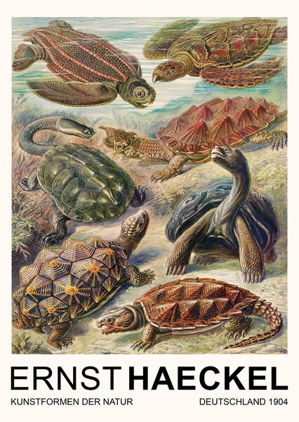 Obrazová reprodukce Chelonia–Schildkröten / Turtles (Vintage Academia) - Ernst Haeckel, (30 x 40 cm)