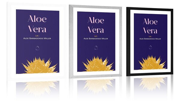 Plakát s paspartou a nápisem Aloe Vera