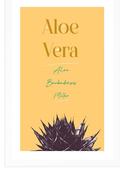 Plakát s paspartou a stylovým nápisem Aloe Vera