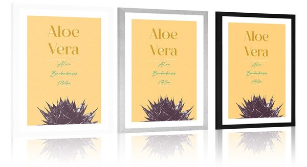 Plakát s paspartou a stylovým nápisem Aloe Vera