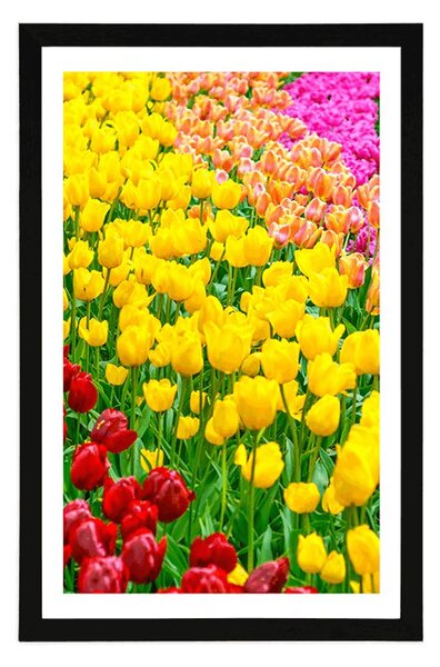 Plakát s paspartou zahrada plná tulipánů