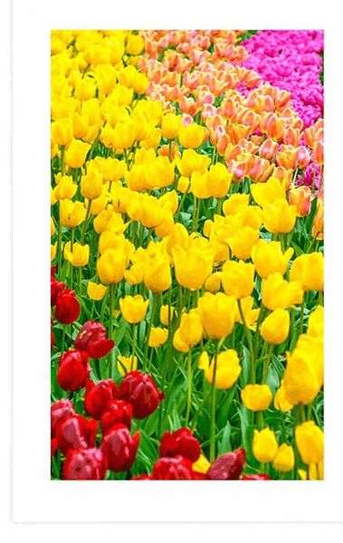 Plakát s paspartou zahrada plná tulipánů