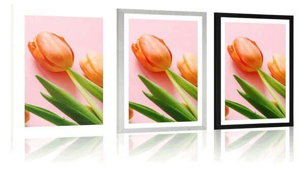 Plakát s paspartou elegantní tulipán