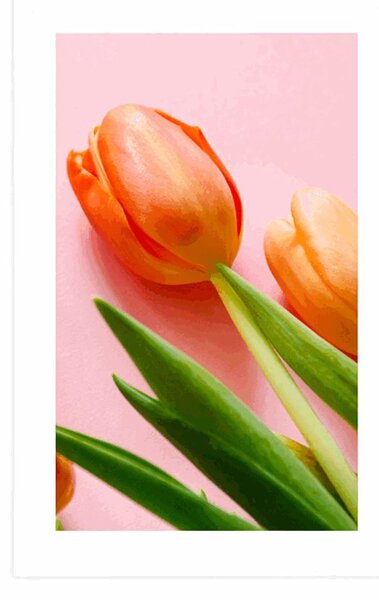 Plakát s paspartou elegantní tulipán
