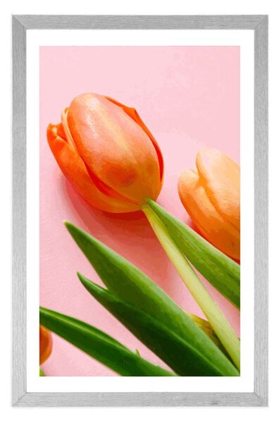 Plakát s paspartou elegantní tulipán