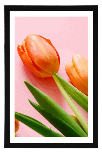 Plakát s paspartou elegantní tulipán