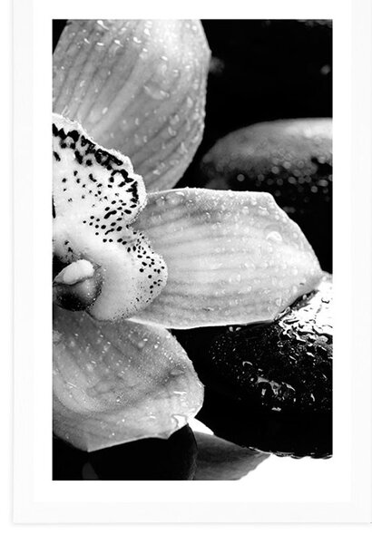 Plakát s paspartou exotická orchidej v černobílém provedení