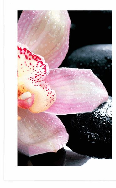 Plakát s paspartou exotická orchidej