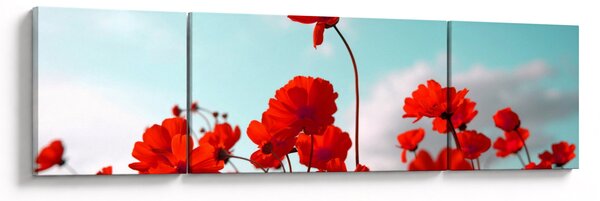 Obraz pole s jasně červenými květy (170x50 cm)