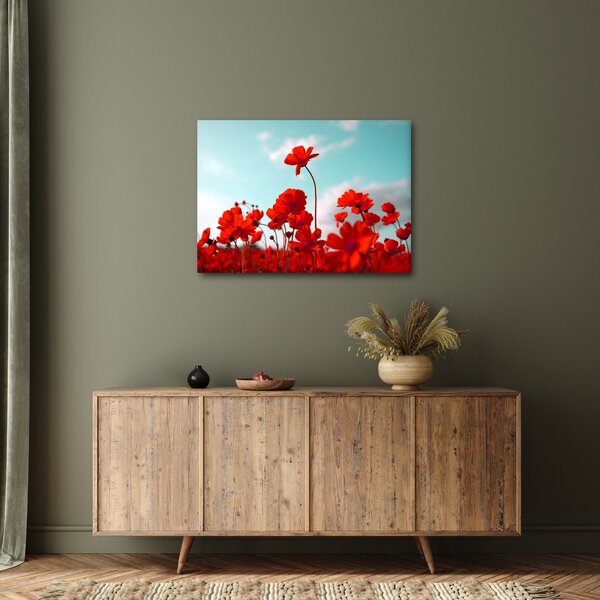 Obraz pole s jasně červenými květy (70x50 cm)