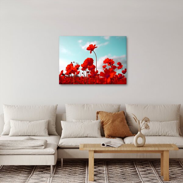 Obraz pole s jasně červenými květy (70x50 cm)